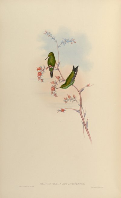 Chlorostilbon angustipennis = Chlorostilbon gibsoni by John Gould